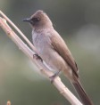 /album/photogallery/common-bullbul-lamin-feb-2012-jpg/